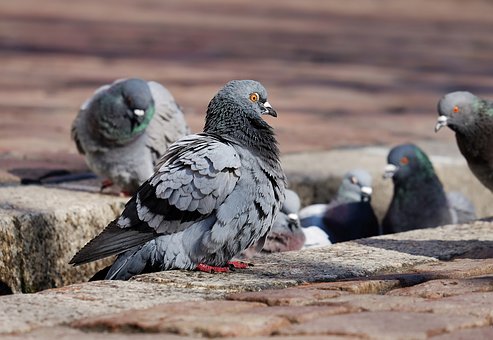 pigeons-3268990__340
