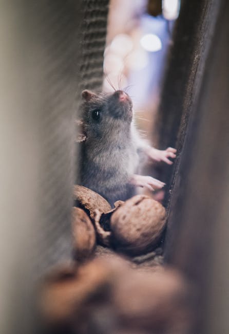 Rat pexels-photo-617440