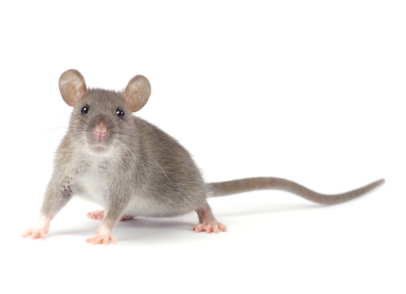 Rat shutterstock_490066927_rat