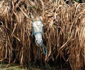 overworked-boy-1467040 freeimagesDOTcom