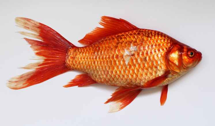 goldfish-carassius-fish-golden-45910