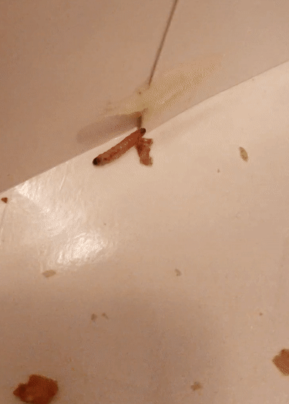 2018 Maggots in Pret food NY